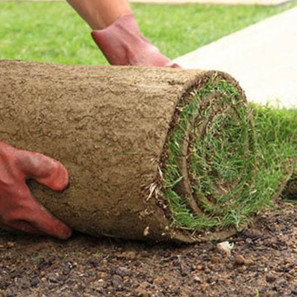 Production Gazon en rouleaux plaques Angers